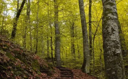 Erzincan Valiliği, orman yangınları riskine karşı harekete geçti: Girişler 15 Eylül'e kadar yasaklandı!
