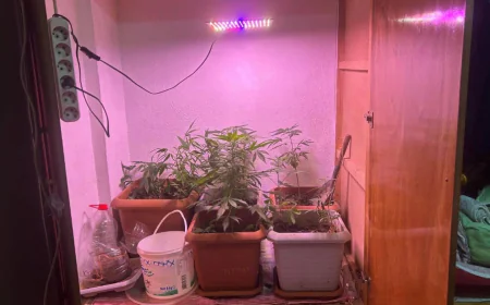 Saruhanlı’da Eve Kurduğu Düzenekle Kenevir Yetiştiren Şüpheli Gözaltında