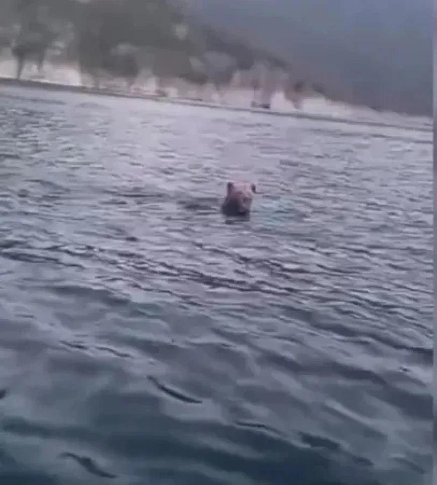 Balık avına gidenlerin karşısına ayı çıktı! İlginç görüntüler dikkat çekti