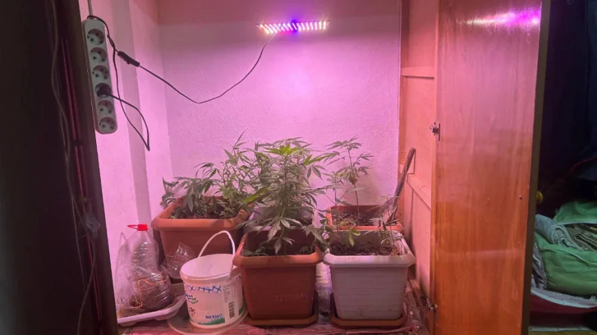 Saruhanlı’da Eve Kurduğu Düzenekle Kenevir Yetiştiren Şüpheli Gözaltında